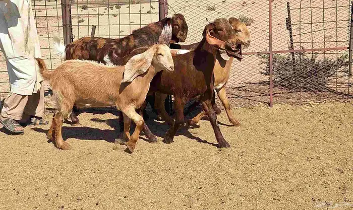 جفرات مصريات اصل درجه اولي تأسيس مراح العدد 5 با الفحل 0