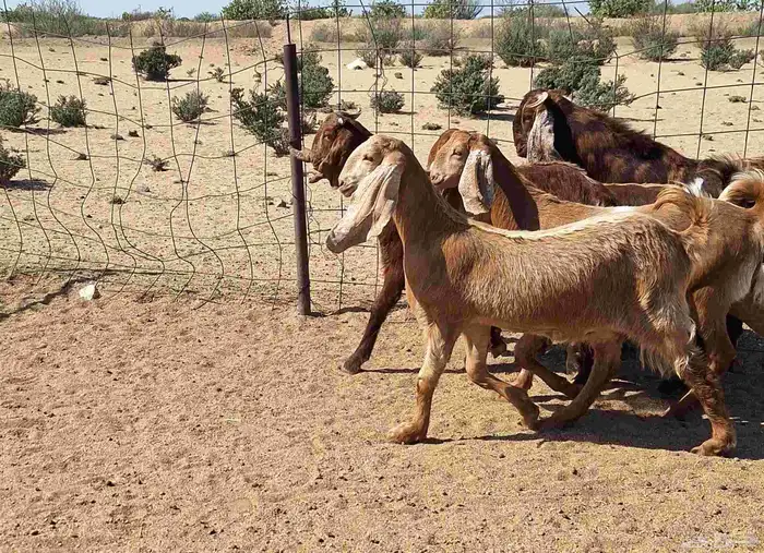 جفرات مصريات اصل درجه اولي تأسيس مراح العدد 5 با الفحل 16