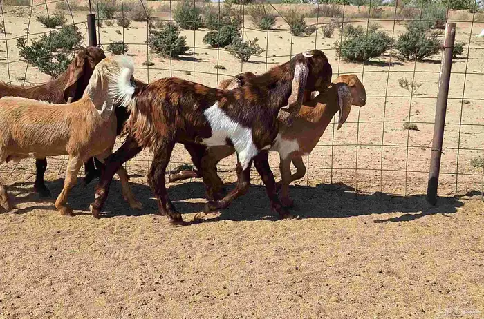 جفرات مصريات اصل درجه اولي تأسيس مراح العدد 5 با الفحل 17