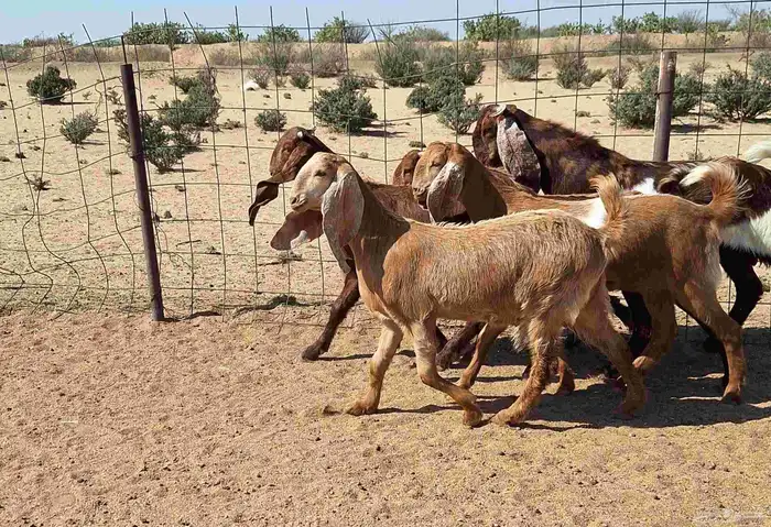 جفرات مصريات اصل درجه اولي تأسيس مراح العدد 5 با الفحل 13