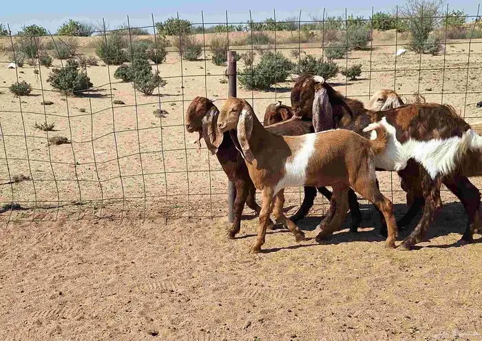 جفرات مصريات اصل درجه اولي تأسيس مراح العدد 5 با الفحل 7