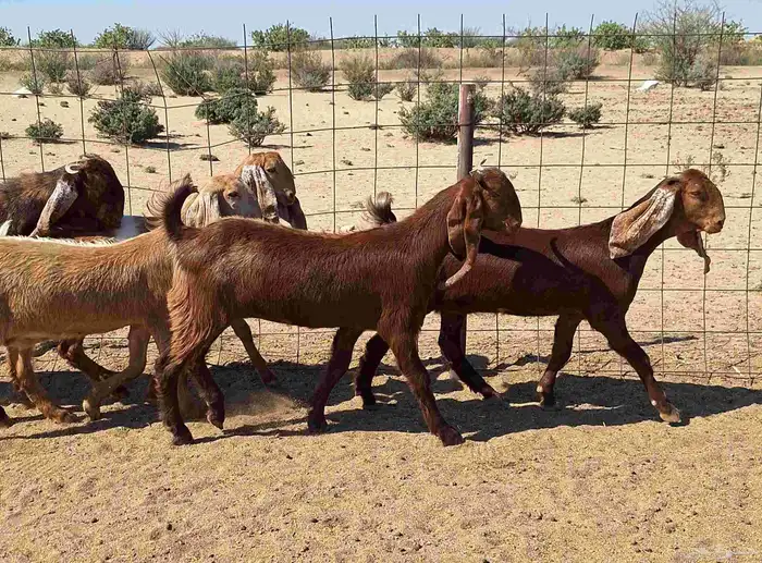 جفرات مصريات اصل درجه اولي تأسيس مراح العدد 5 با الفحل 14