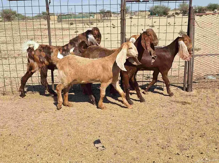 جفرات مصريات اصل درجه اولي تأسيس مراح العدد 5 با الفحل 8