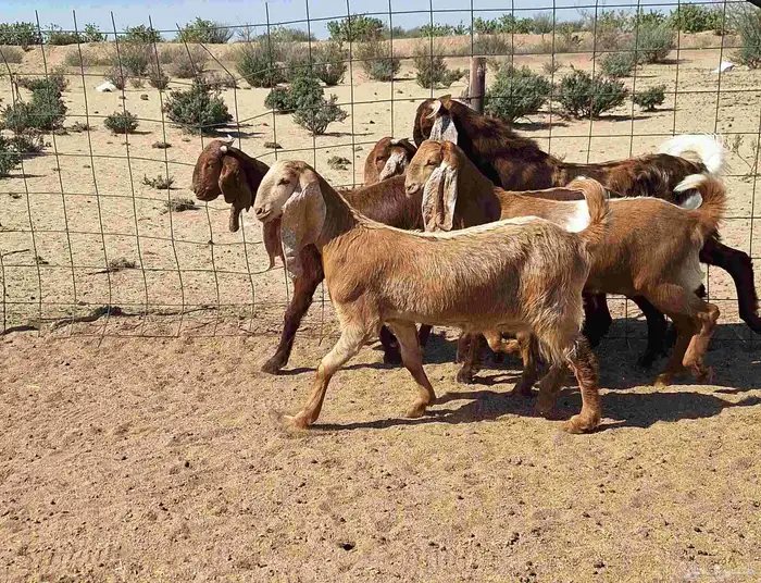 جفرات مصريات اصل درجه اولي تأسيس مراح العدد 5 با الفحل 3