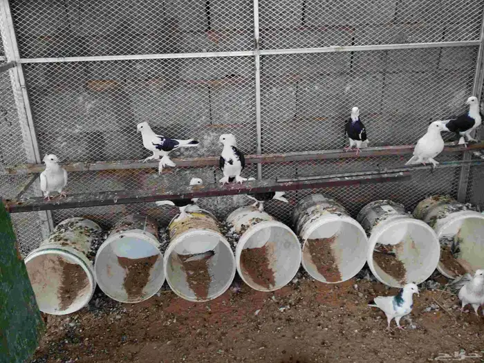 السلام عليكم حمام طبه 0