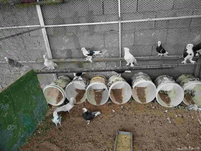 السلام عليكم حمام طبه 2