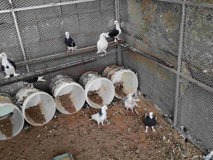 السلام عليكم حمام طبه 1