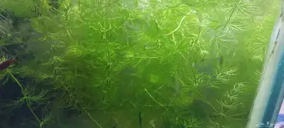 نباتات مائي للبيع index