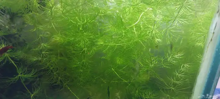 نباتات مائي للبيع 6