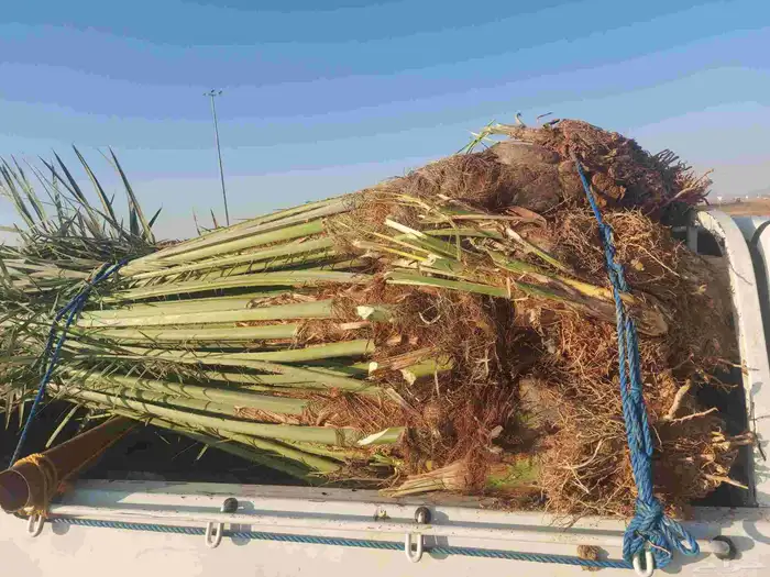 سلام عليكم عندا هنخل سكري درجه اولا 20 حبه 0