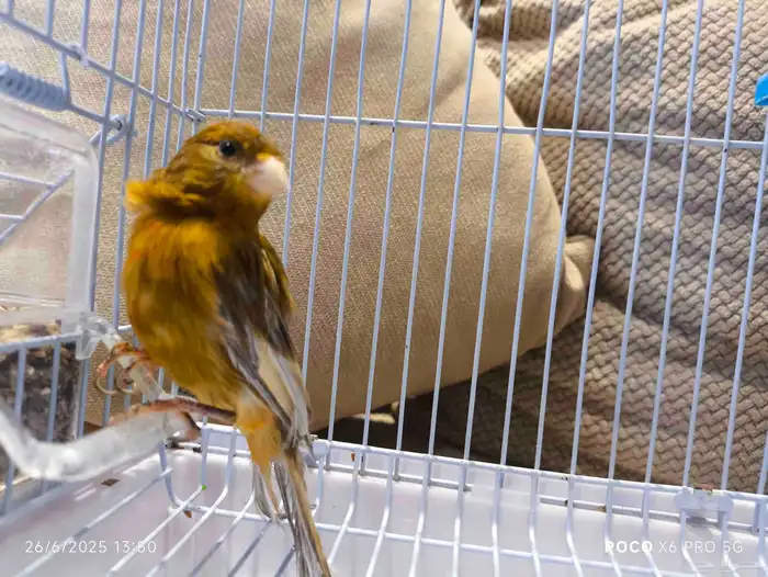 ذكر كناري بسكوته 1