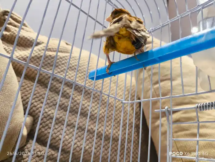 ذكر كناري بسكوته 2