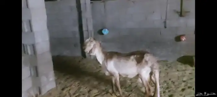 شاة درمانية الاحساء 0