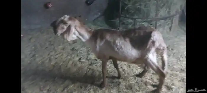 شاة درمانية الاحساء 4