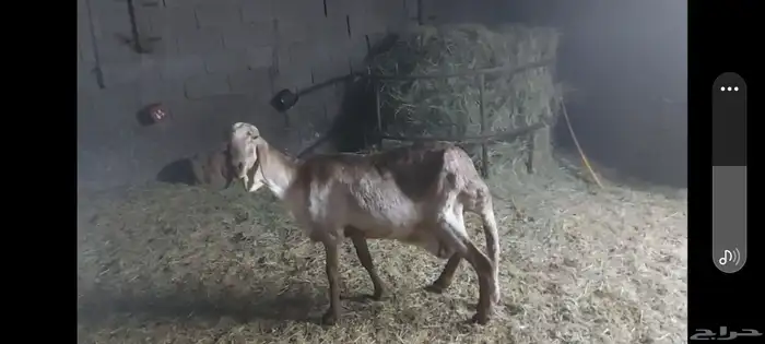 شاة درمانية الاحساء 1