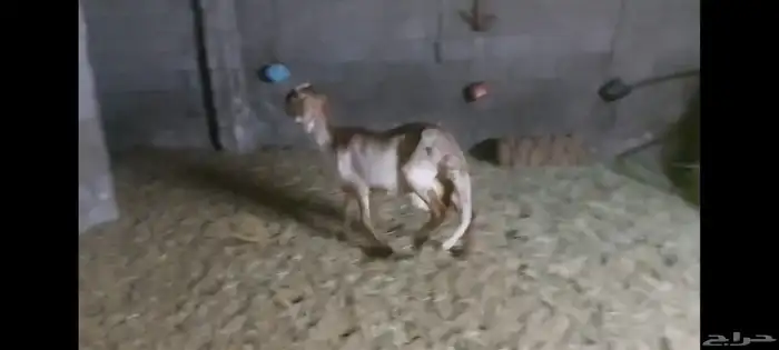 شاة درمانية الاحساء 2