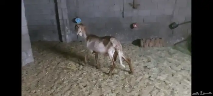 شاة درمانية الاحساء 3