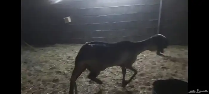 شاة درمانية الاحساء 5