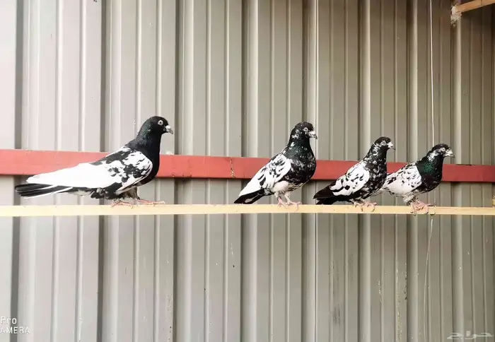 حمام هندي كالوشام طيور مميزة 7