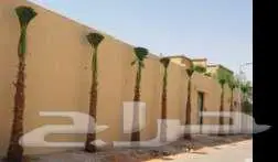 نخل وشنطني زينه 4