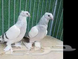 أجواز منتجة تركي دبل كرست بصمة 0