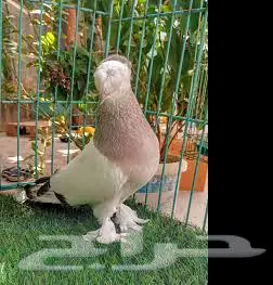 أجواز منتجة تركي دبل كرست بصمة 1