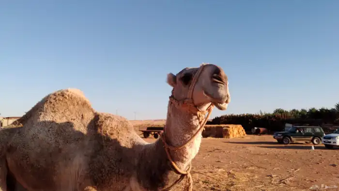 للبيع قعود أوضح 1