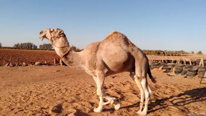 للبيع قعود أوضح 2