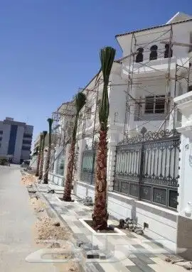 نخل واشنطني وشنطن واشنطوانيا زينه للبيع 2