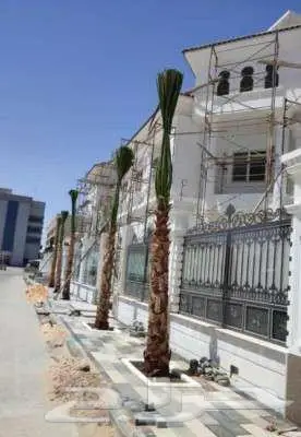 نخل وشنطني زينه 6