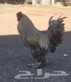 ديكين ودجاجه براهما للبيع 0