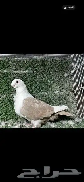 اخوان بوم لون مميز 1