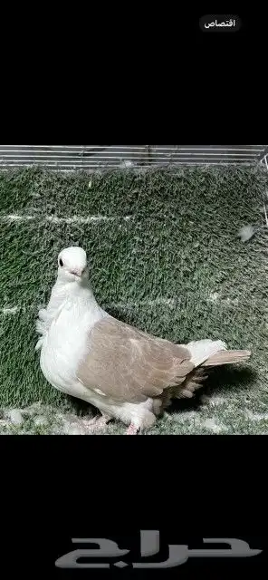 اخوان بوم لون مميز 0