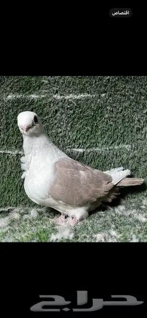 اخوان بوم لون مميز 4