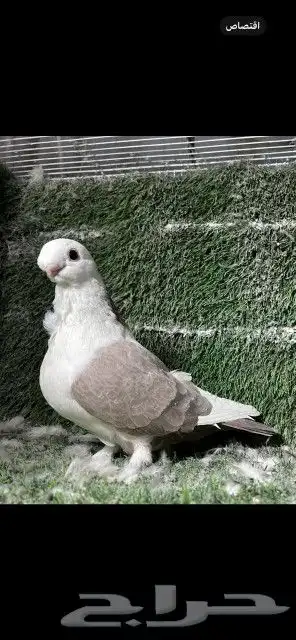 اخوان بوم لون مميز 3