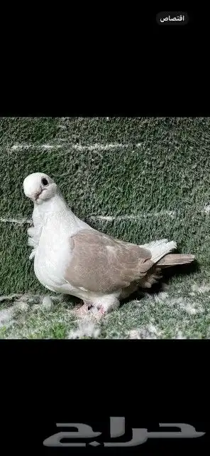 اخوان بوم لون مميز 2