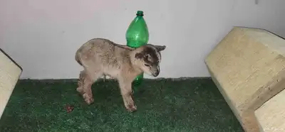 ماعز قزم جفرة انثة صغيرة index