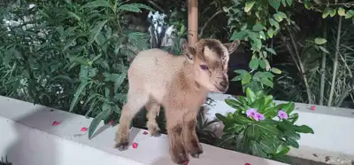 ماعز قزم جفرة انثة صغيرة index