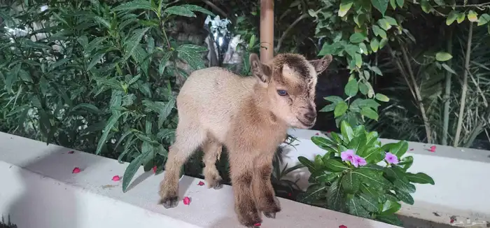 ماعز قزم جفرة انثة صغيرة 5