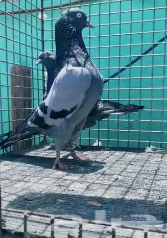 حمام كالو تيدي 0