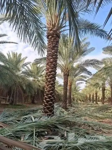 نخل خمسه متر نخيل عربي 4