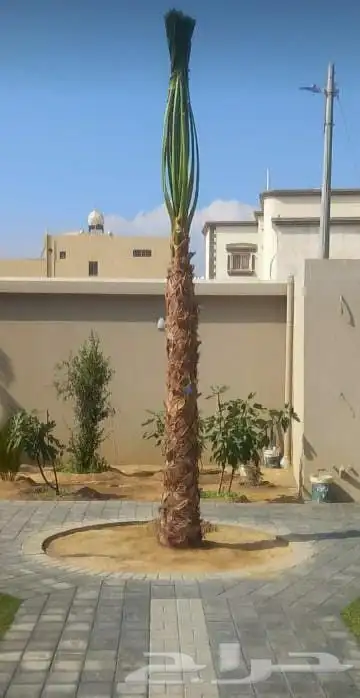 زراعه نخيل واشنطنيا زينه جميع انواع المقاسات 6