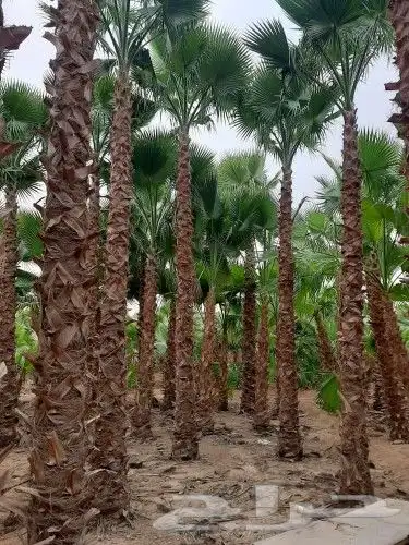 نخل واشنطني وشنطن واشنطوانيا زينه للبيع 1