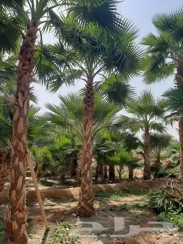 نخل واشنطني وشنطن واشنطوانيا زينه للبيع 3