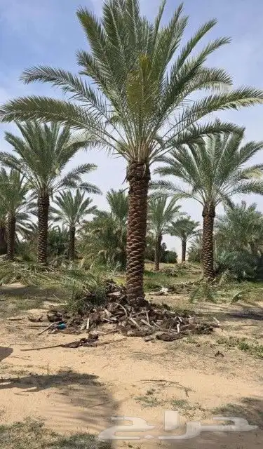 نخل خمسه متر نخيل عربي 3