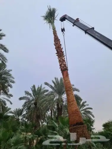 نخل واشنطني وشنطن واشنطوانيا زينه للبيع 4