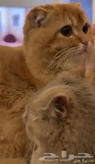 قط للتبني 0