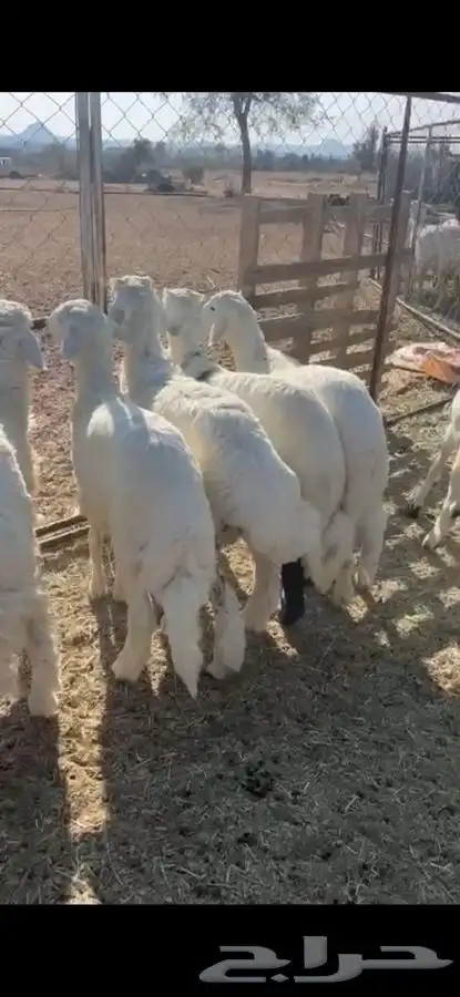 خرفان للبيع 4