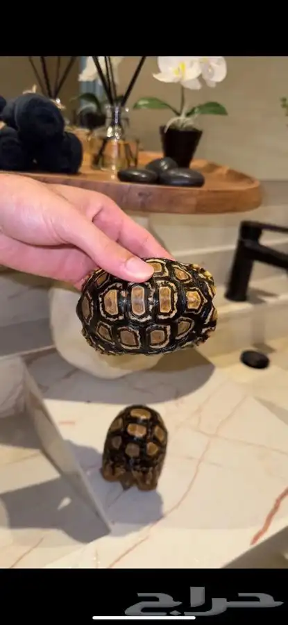 سلحفاة نمريه 0