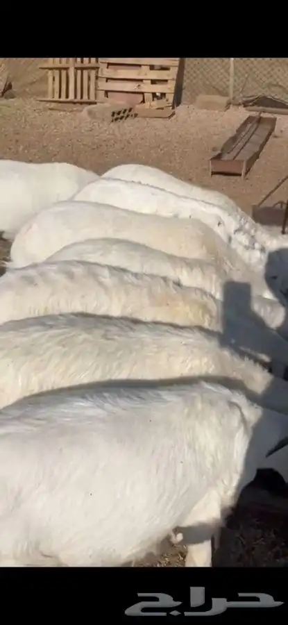 خرفان للبيع 3